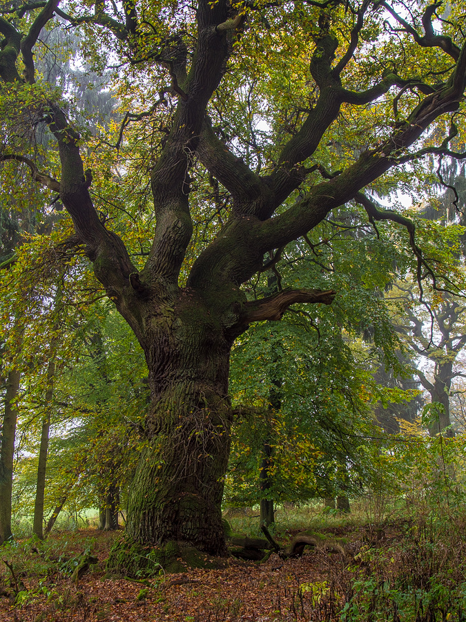 Eiche im Nieselregen