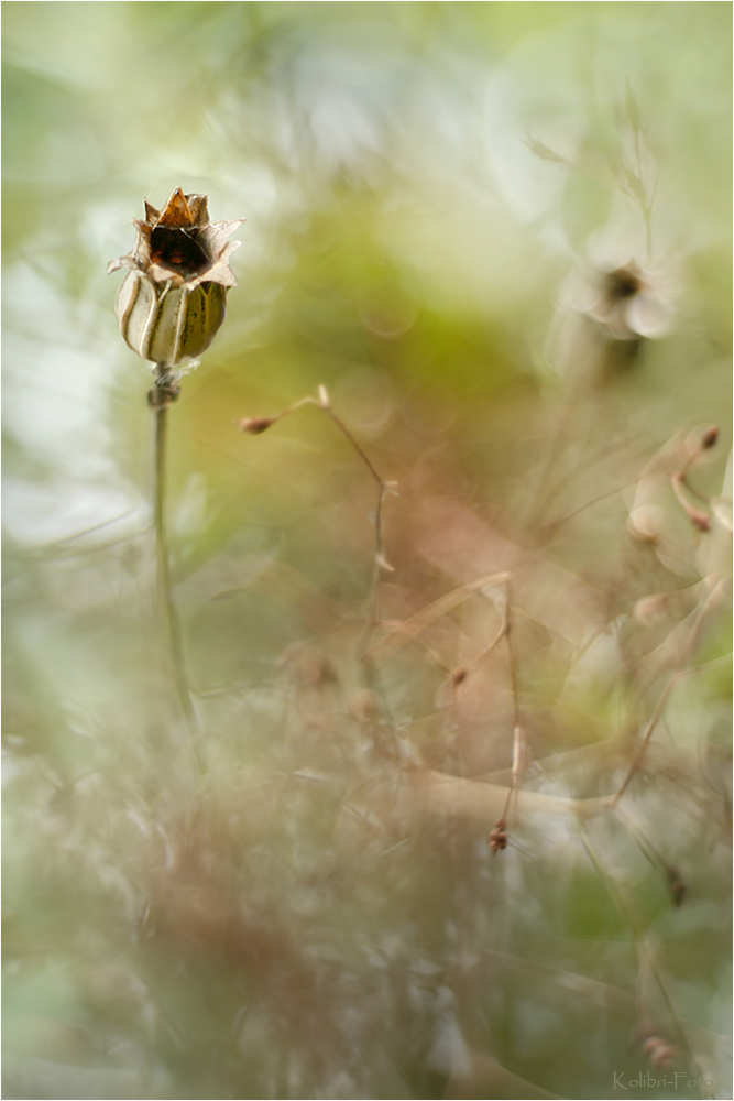 Der Herbst hat viele Gesichter