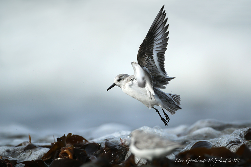 Sanderling