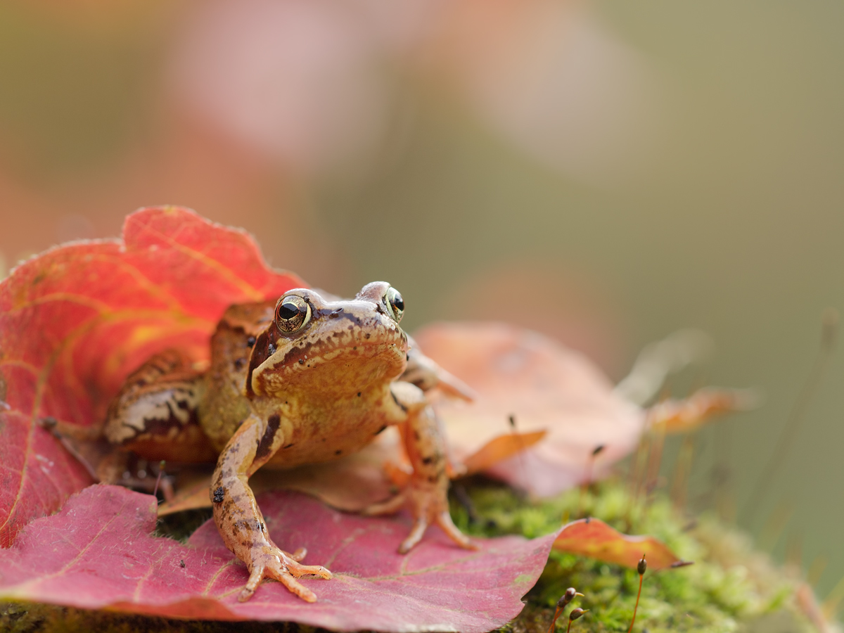 Herbst-Laub-Grasfrosch