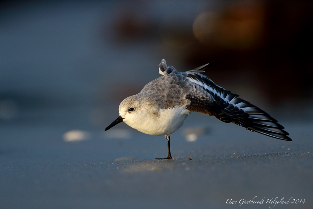 Sanderling im letzten Licht