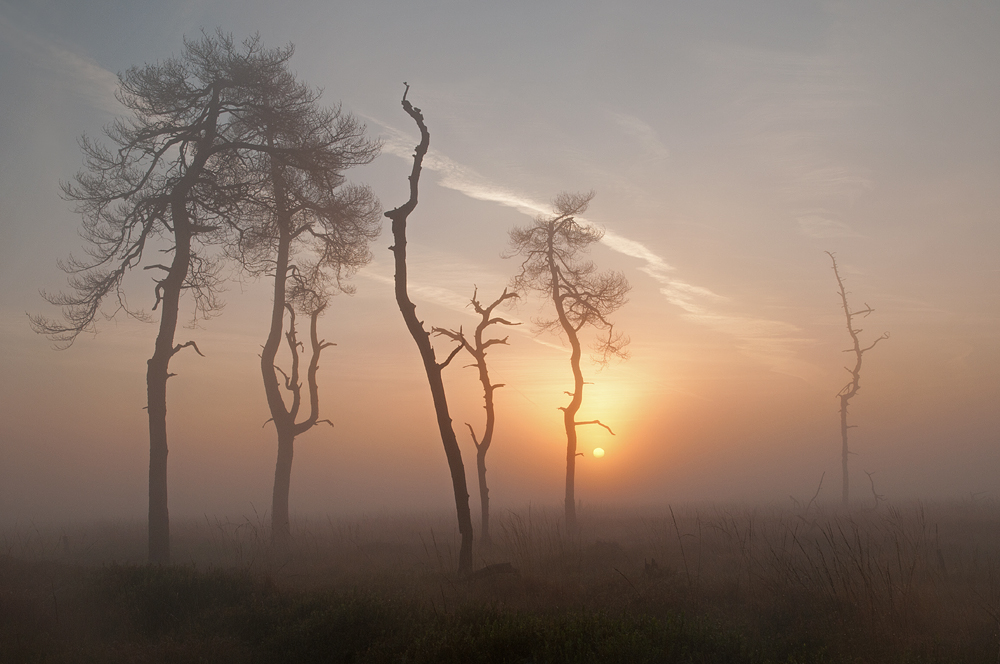Morgen im hohen Moor