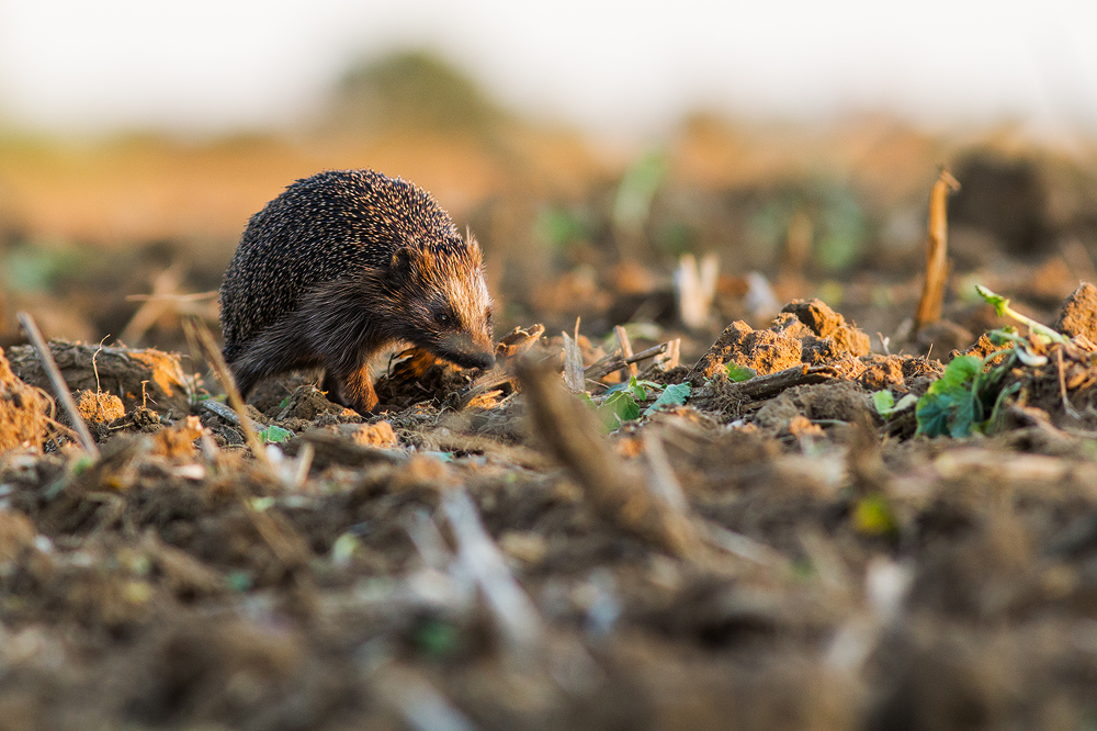 Igel im Abendlicht
