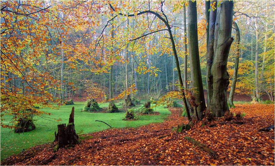 Sumpf im Herbst