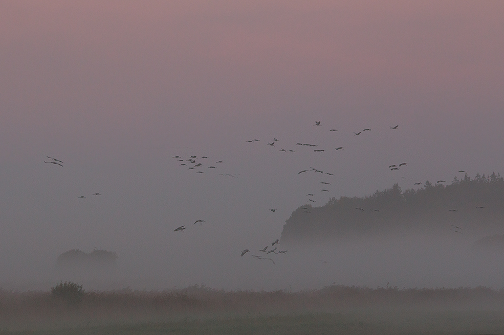 Morgengrauen