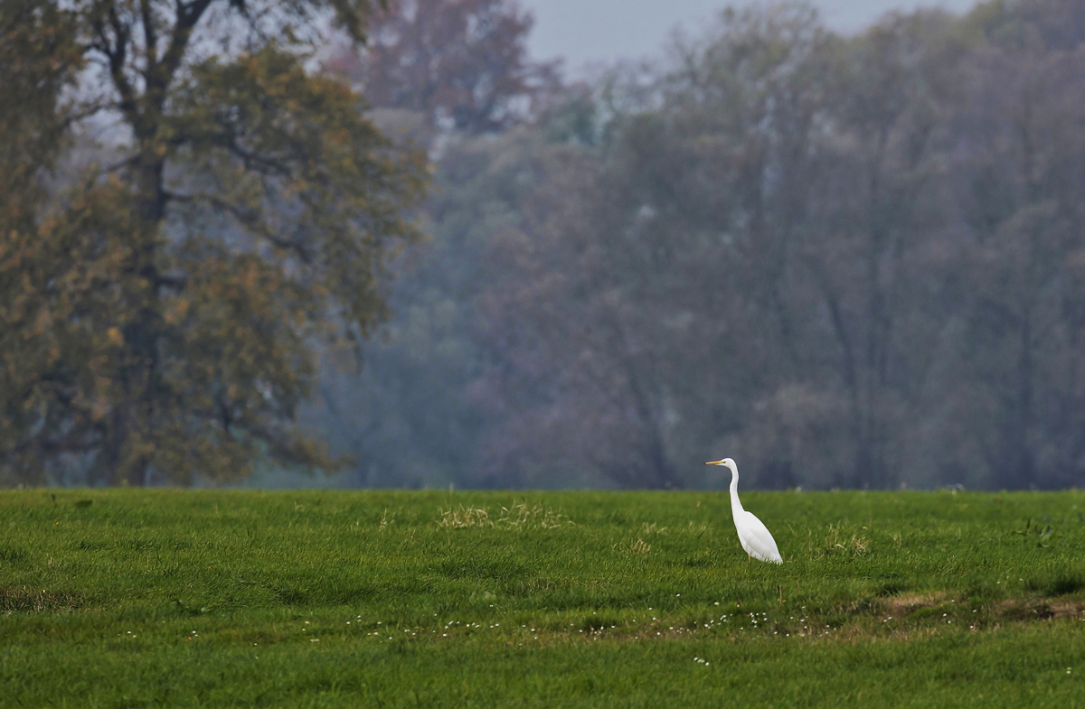 Silberreiher vor Deich, Eiche und Weiden...