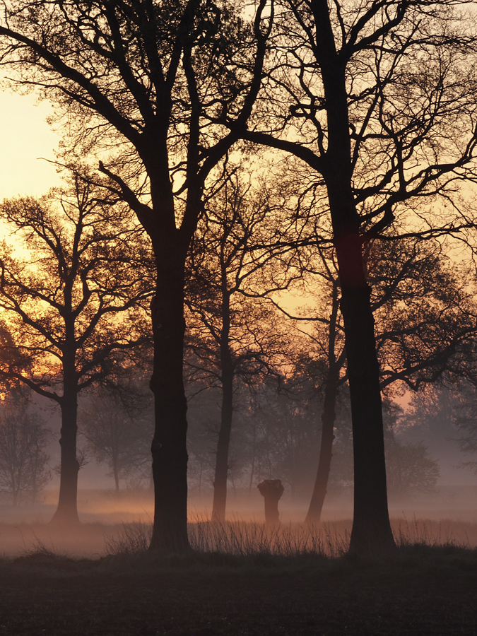 Sonnenaufgang im Vorster Feld bei Wachtendonk (Niederrhein)