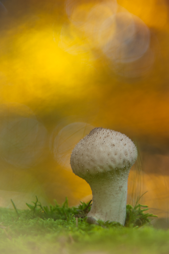 Nur ein Bovist