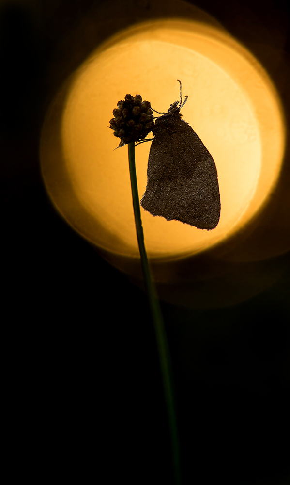 Shadow