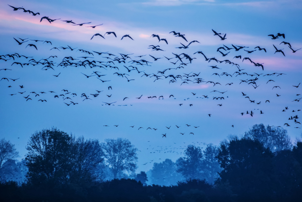 morgendlicher ausflug der wildgänse