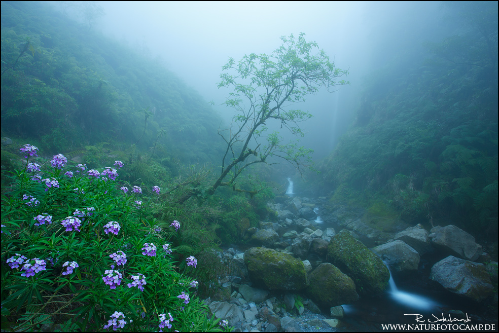 Mystischer Urwald