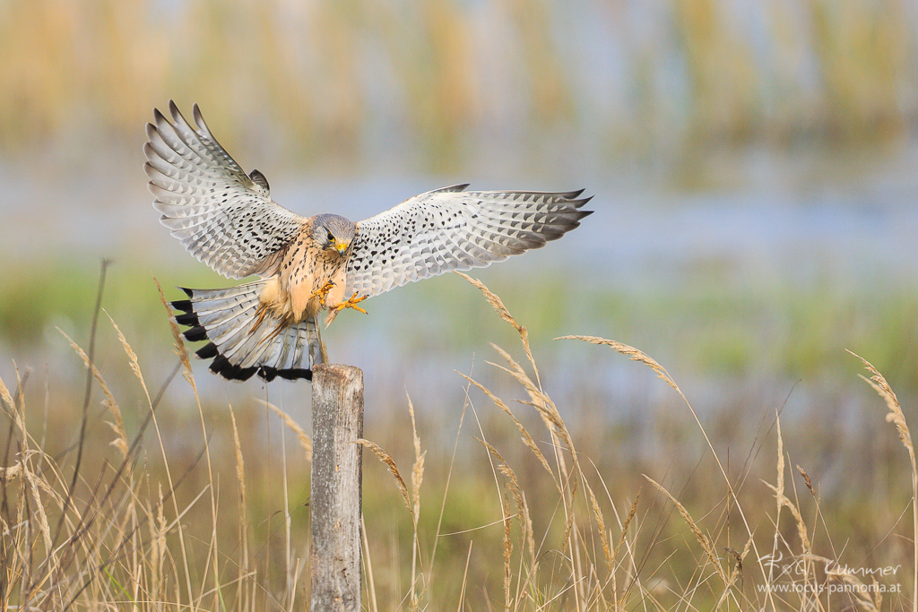 The Landing