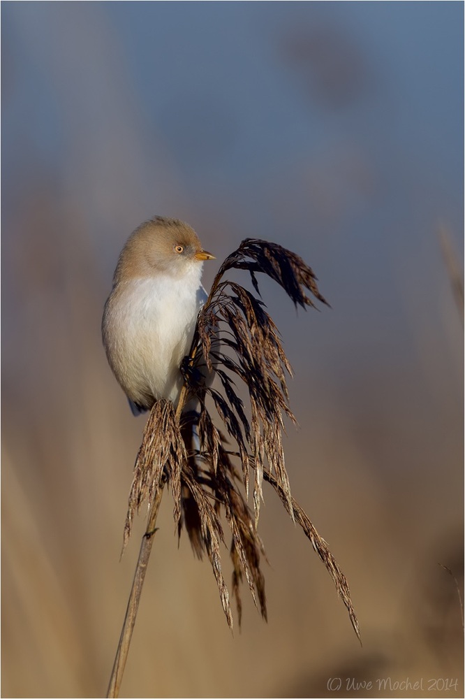 Bartmeise (Panurus biarmicus),weiblich