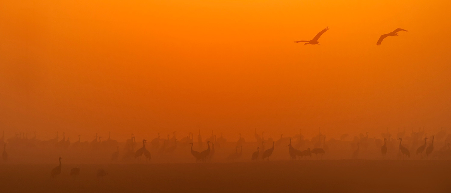 Nochmal Kraniche im Nebel