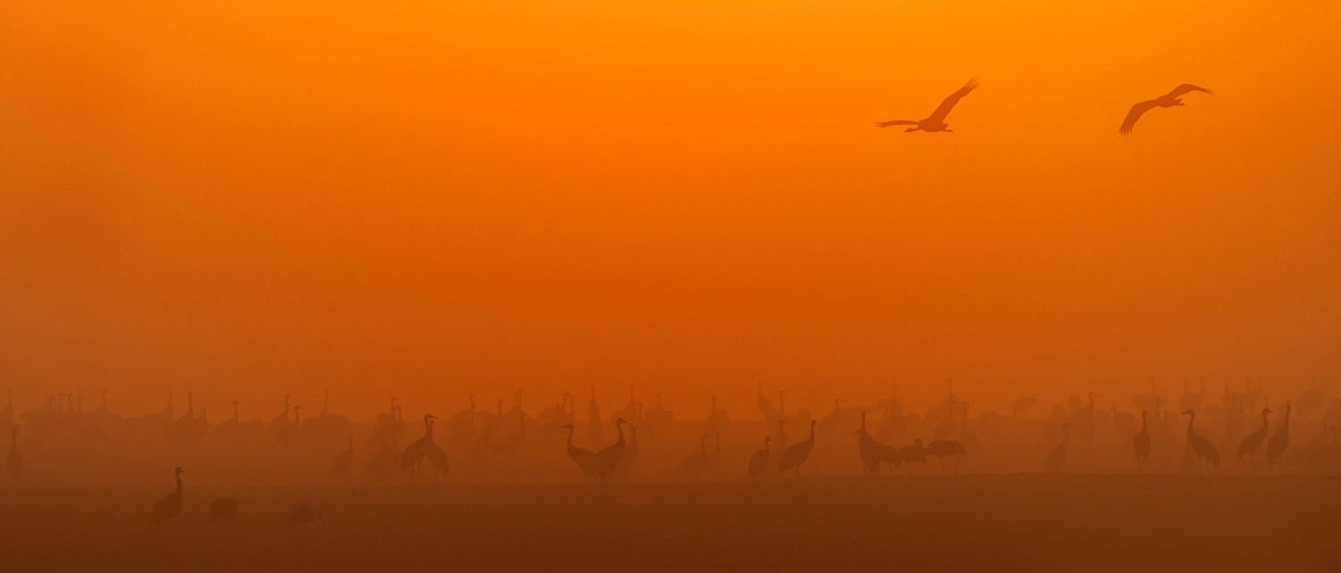 Nochmal Kraniche im Nebel