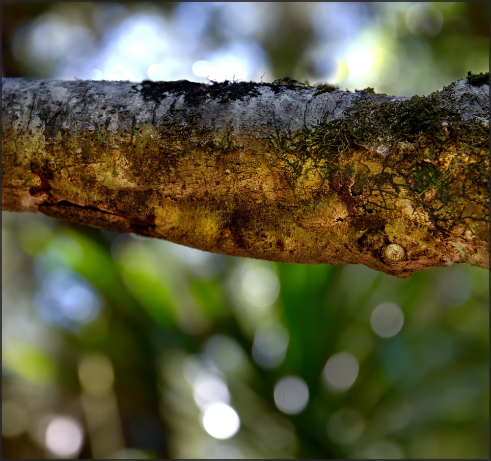 Blattschwanzgecko