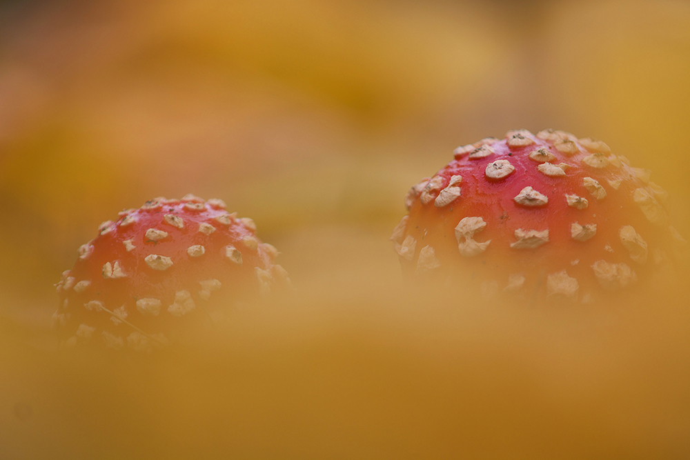 Herbstfarben