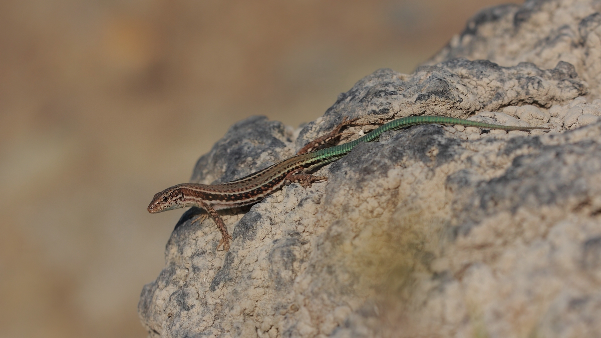 Premiere Podacris cretensis