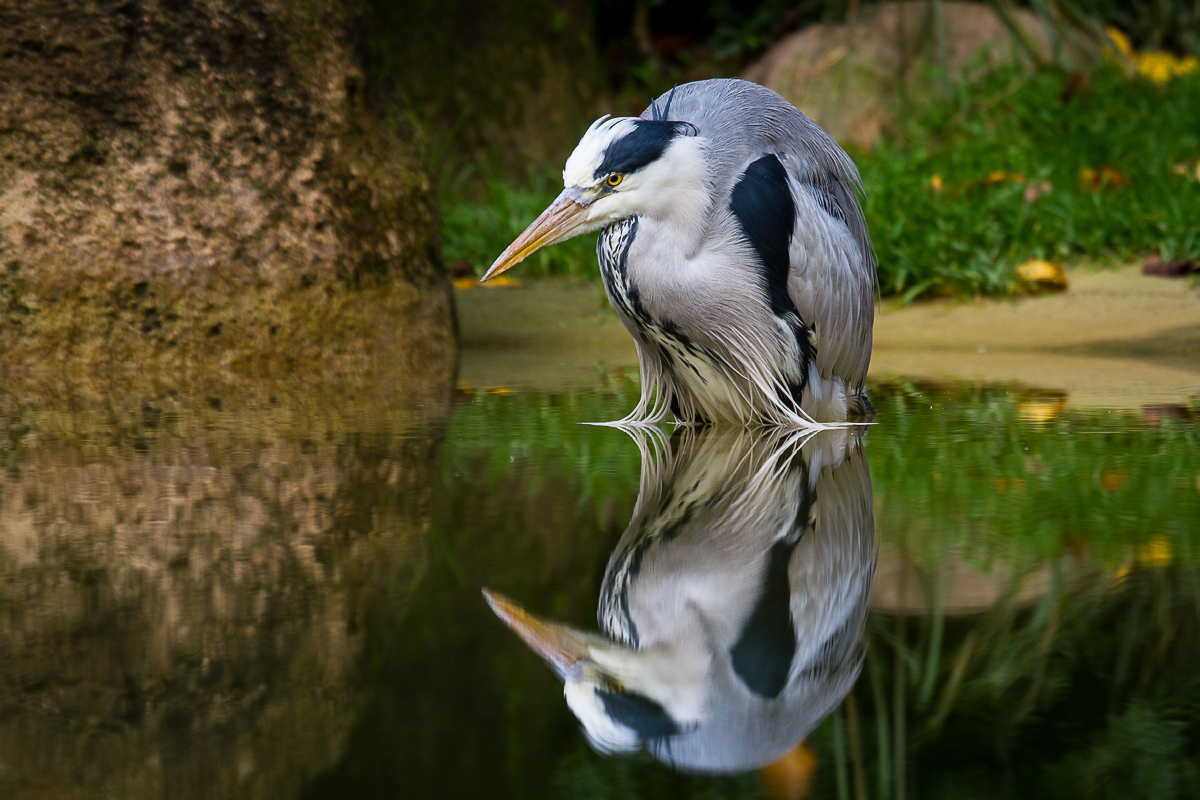 Graureiher mit Spiegelbild