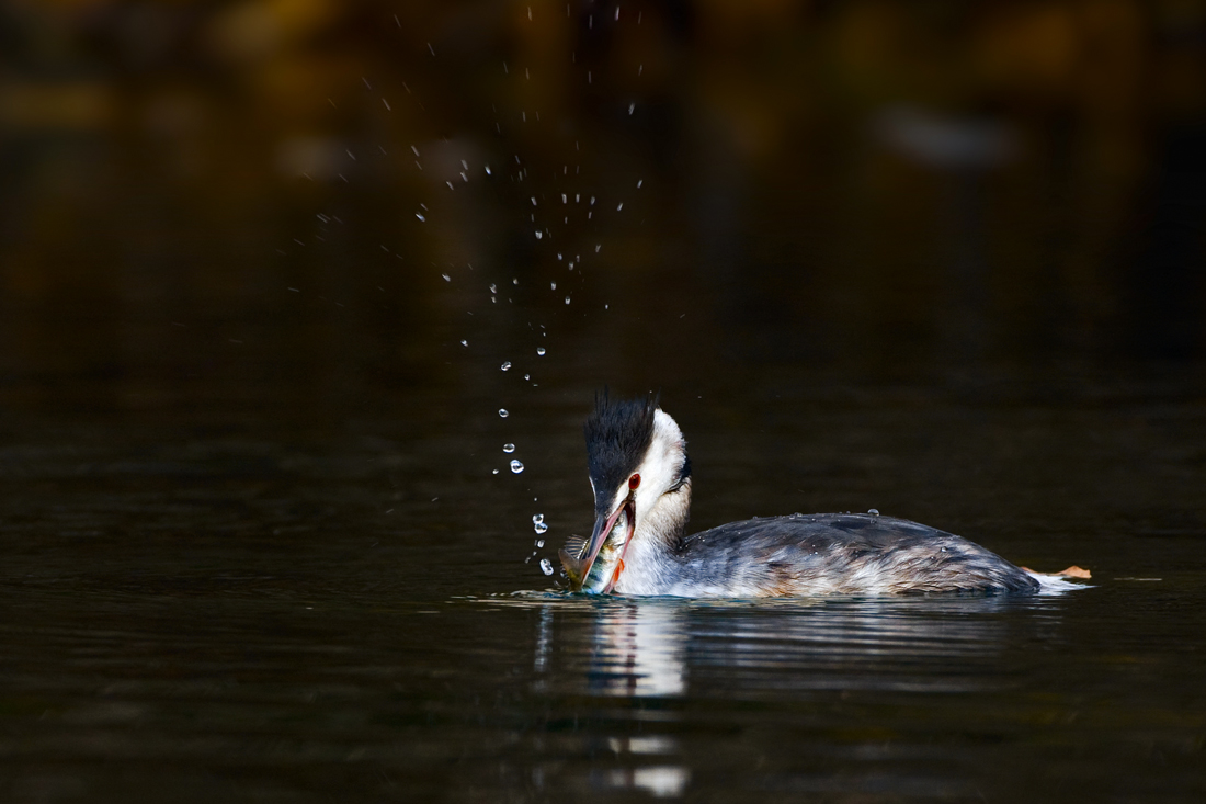 Haubentaucher mit Flussbarsch