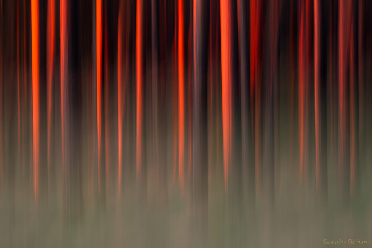 Feuerwald