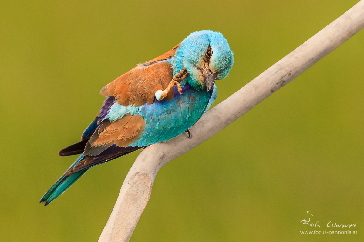 Roller