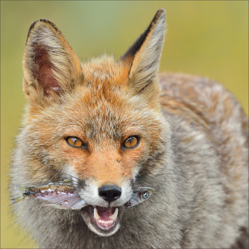 - War mal fischen -