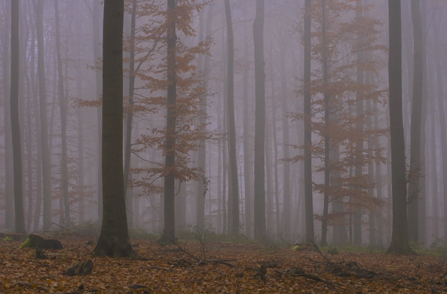 Buchenwald im Nebel