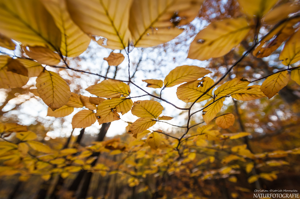 Herbstwald