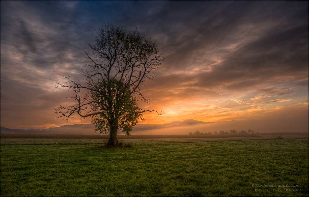 Baum im Aichfeld