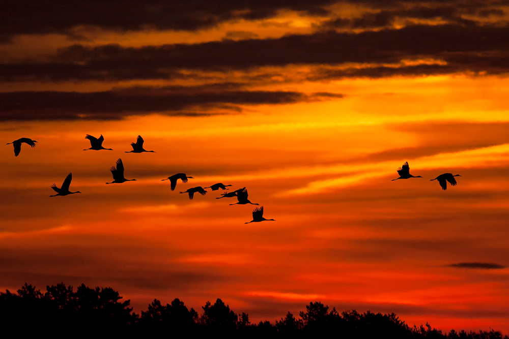 Sonnenaufgang mit Kranich