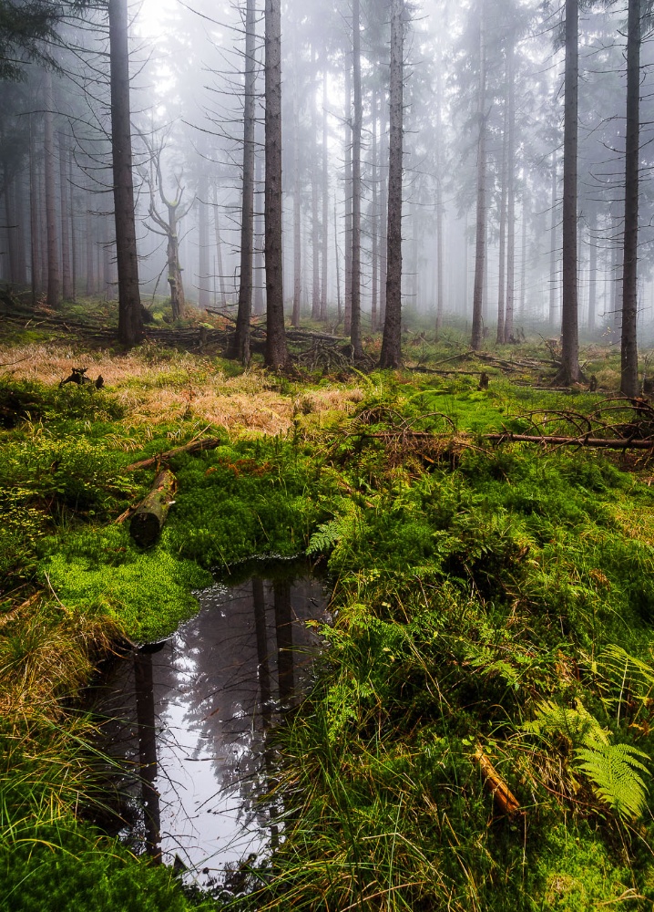 Tümpel im Nebelwald