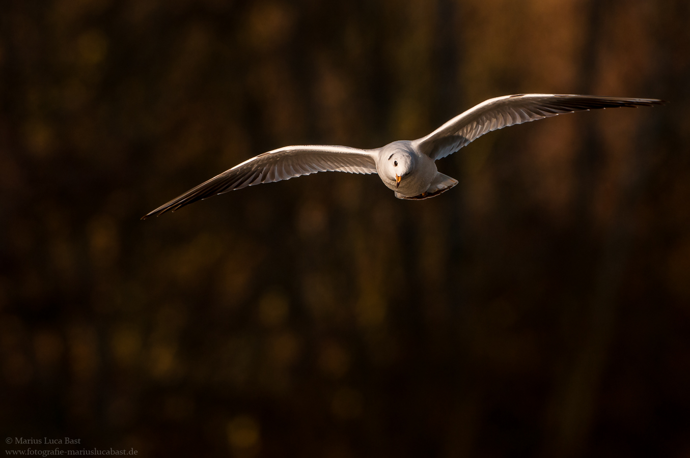 Herbstflug....