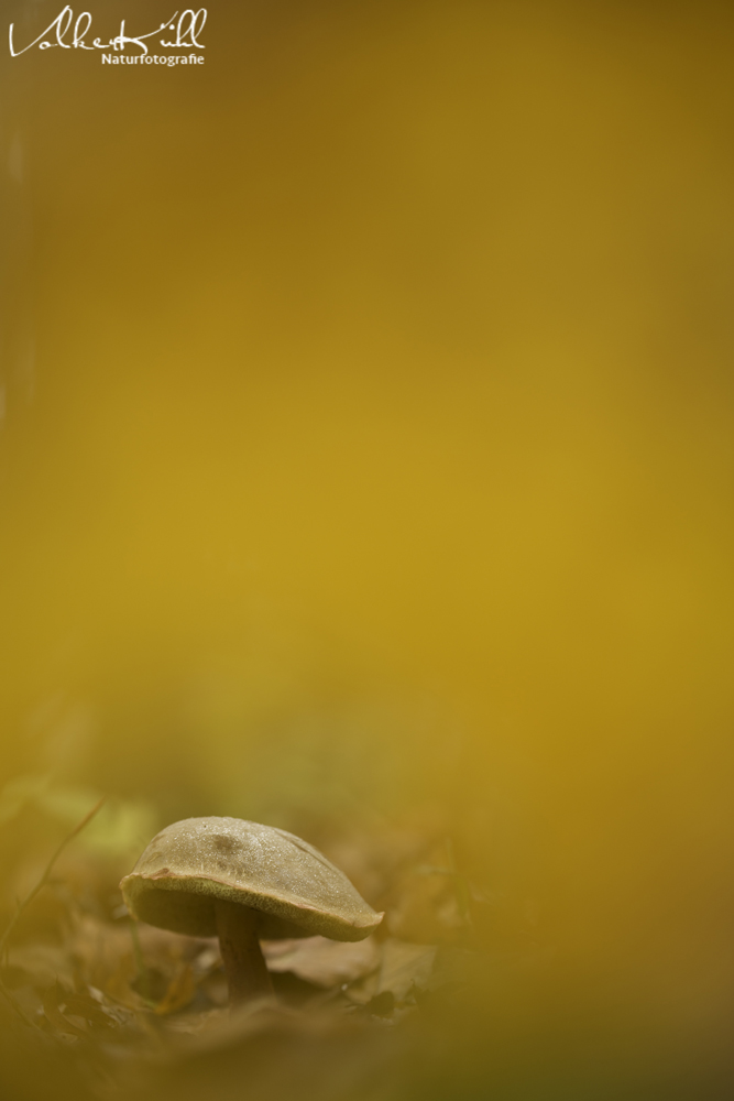 Durch den "Herbst" fokussiert