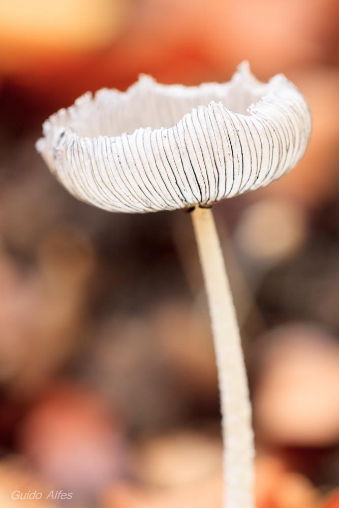 Coprinus lagopus