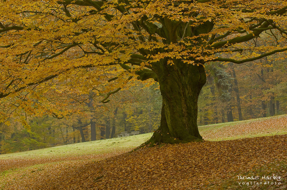 Die alte Buche im Park