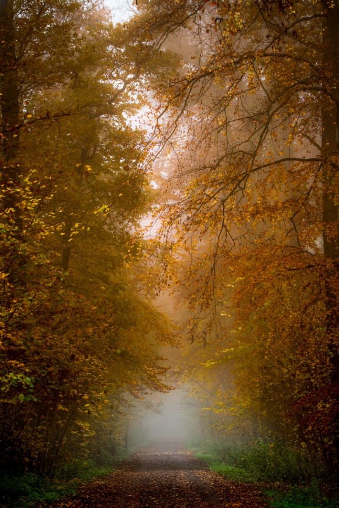 Herbstnebel