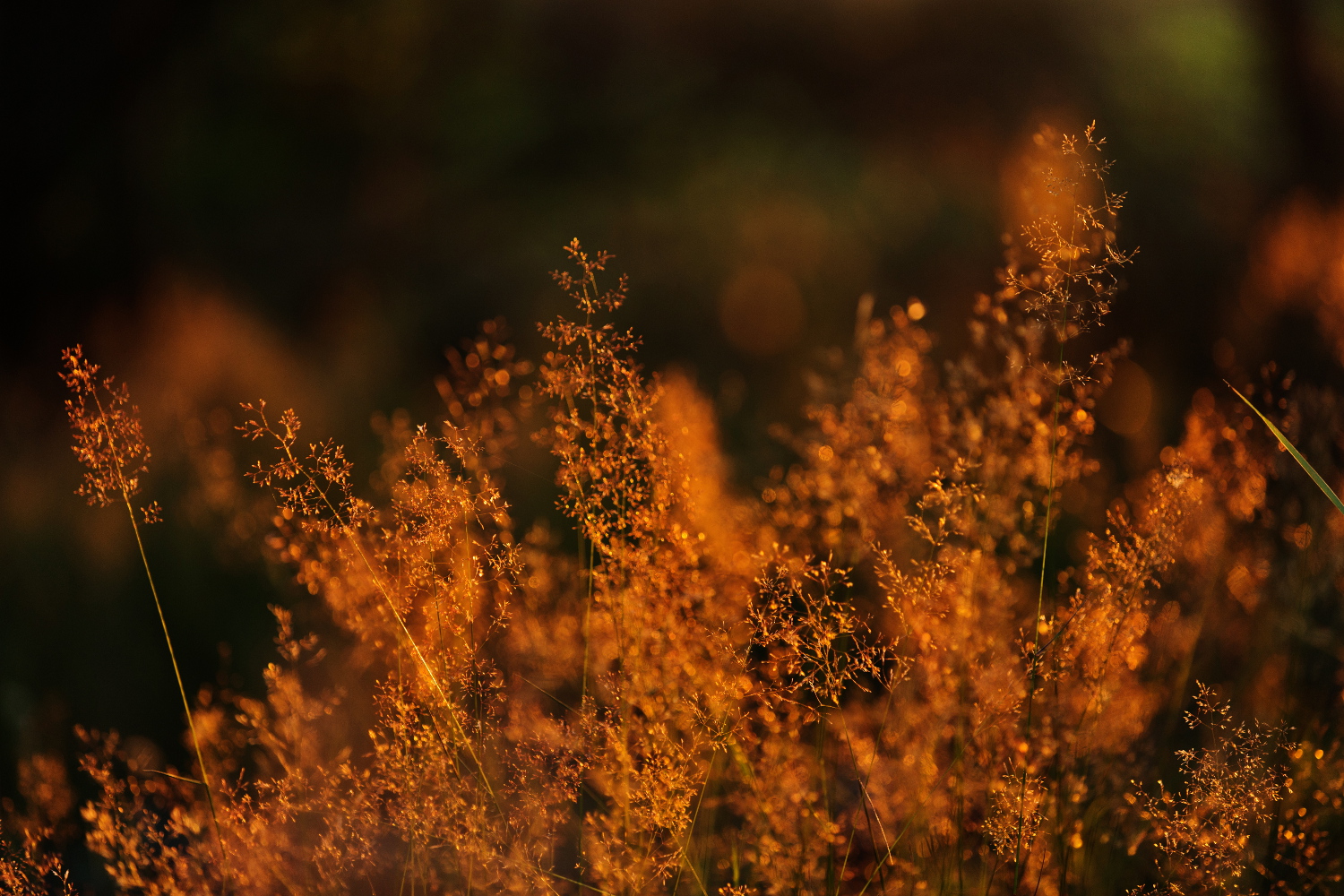 gras in der heide 1