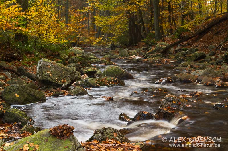 Herbst am Fluss