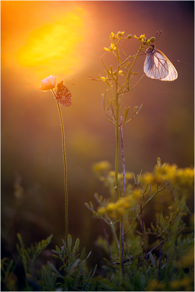 ~2 & the sun~