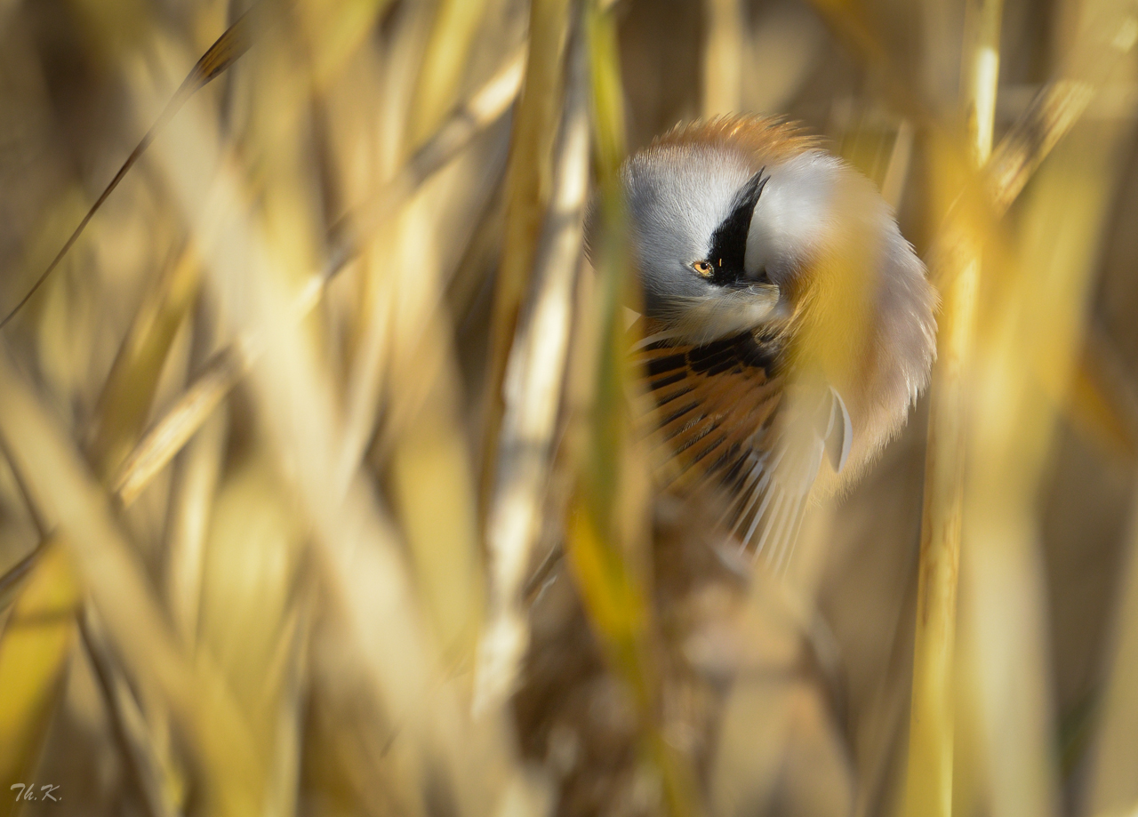 Intime Momente (Forum für Naturfotografen)