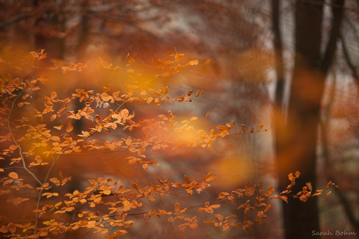 Farbenpracht im Herbst