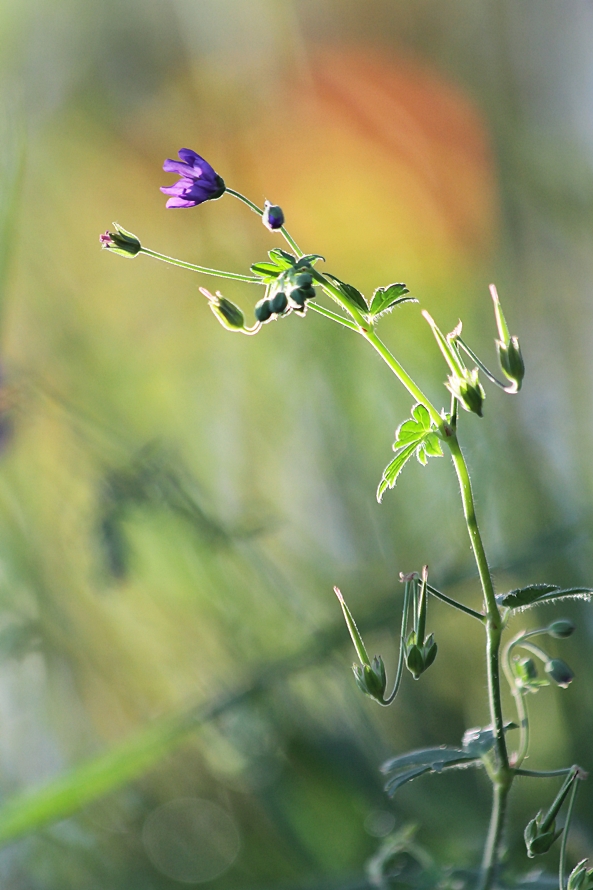 sonniger W i e s e n Gruß