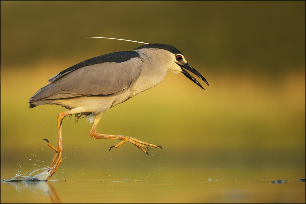 Wasserläufer