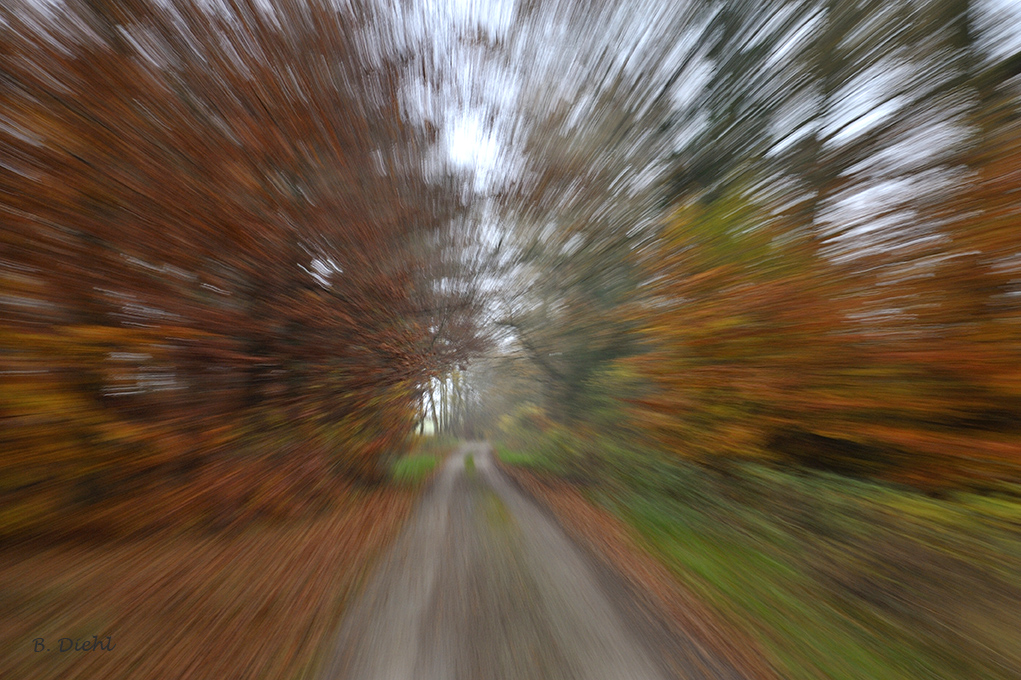Herbstwald einmal anders