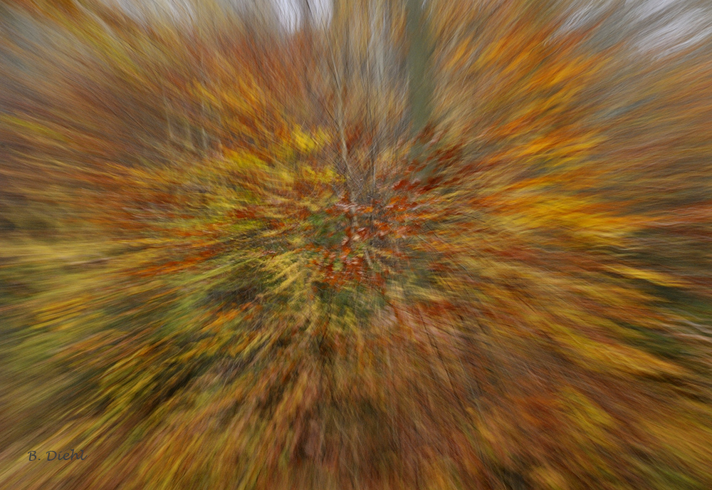 Flammender Herbstwald