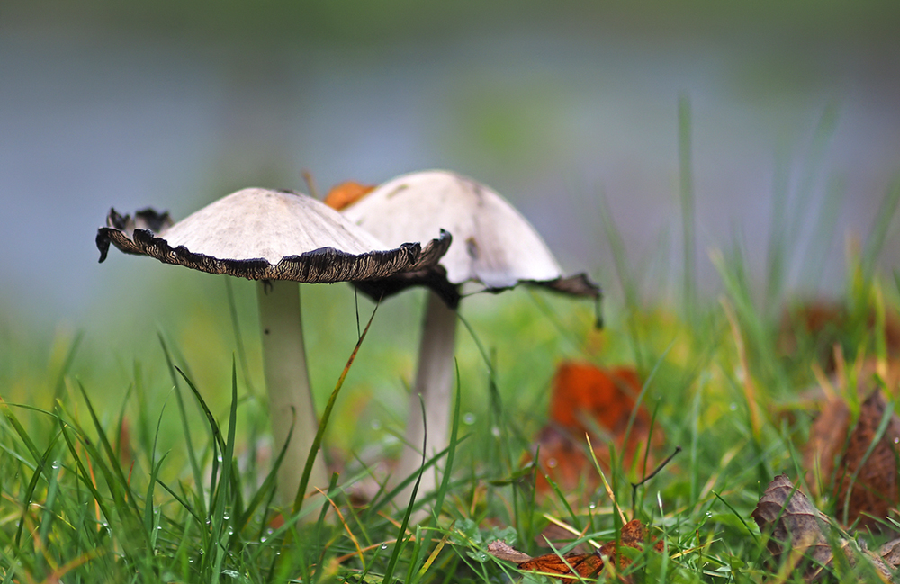 Natur natürlich