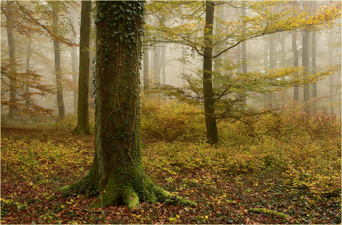 Naturnaher Waldbau