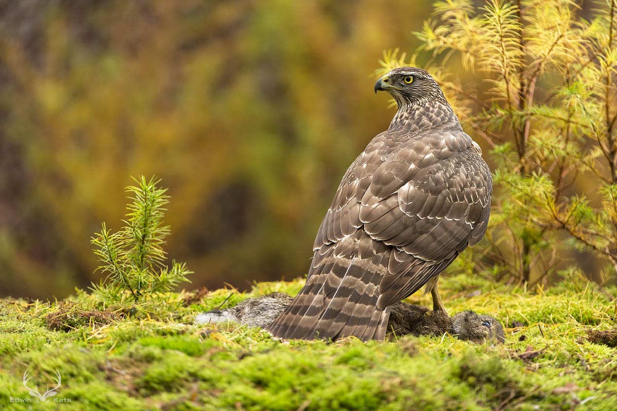 Goshawk