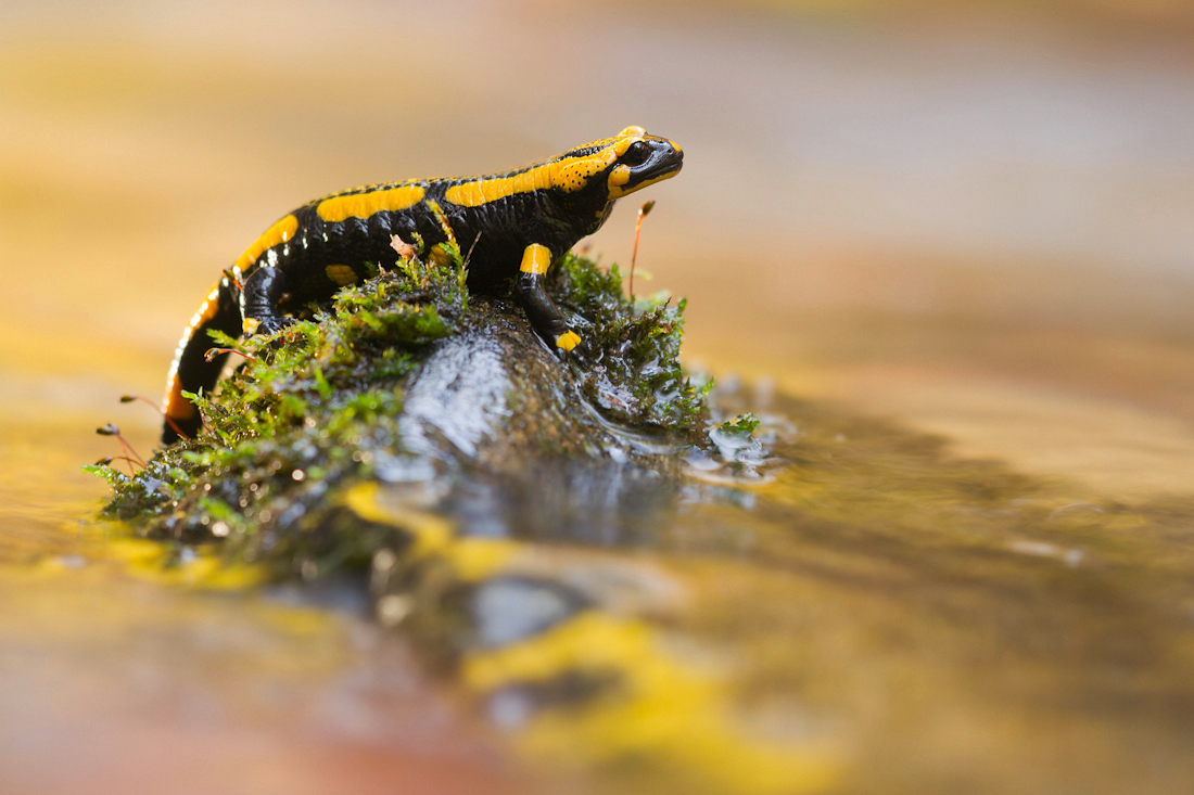 Feuersalamander